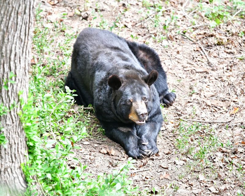 9 Wildlife Sanctuaries In Georgia That Let You Meet Animals Up Close - Decor Hint Bear Hollow Wildlife Trail, Athens