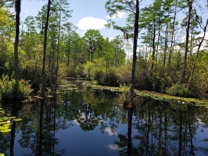 Okefenokee Swamp Park, Waycross