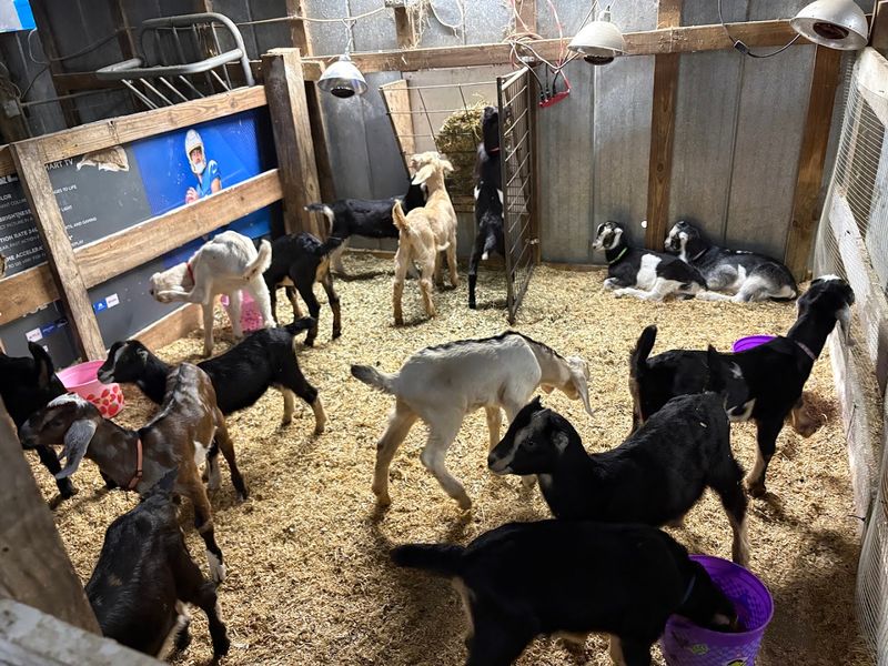 Moonpie Farm And Creamery, Cottondale
