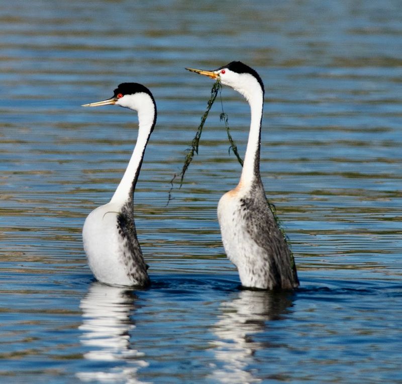 The Bird-Watching Is Surprisingly Diverse