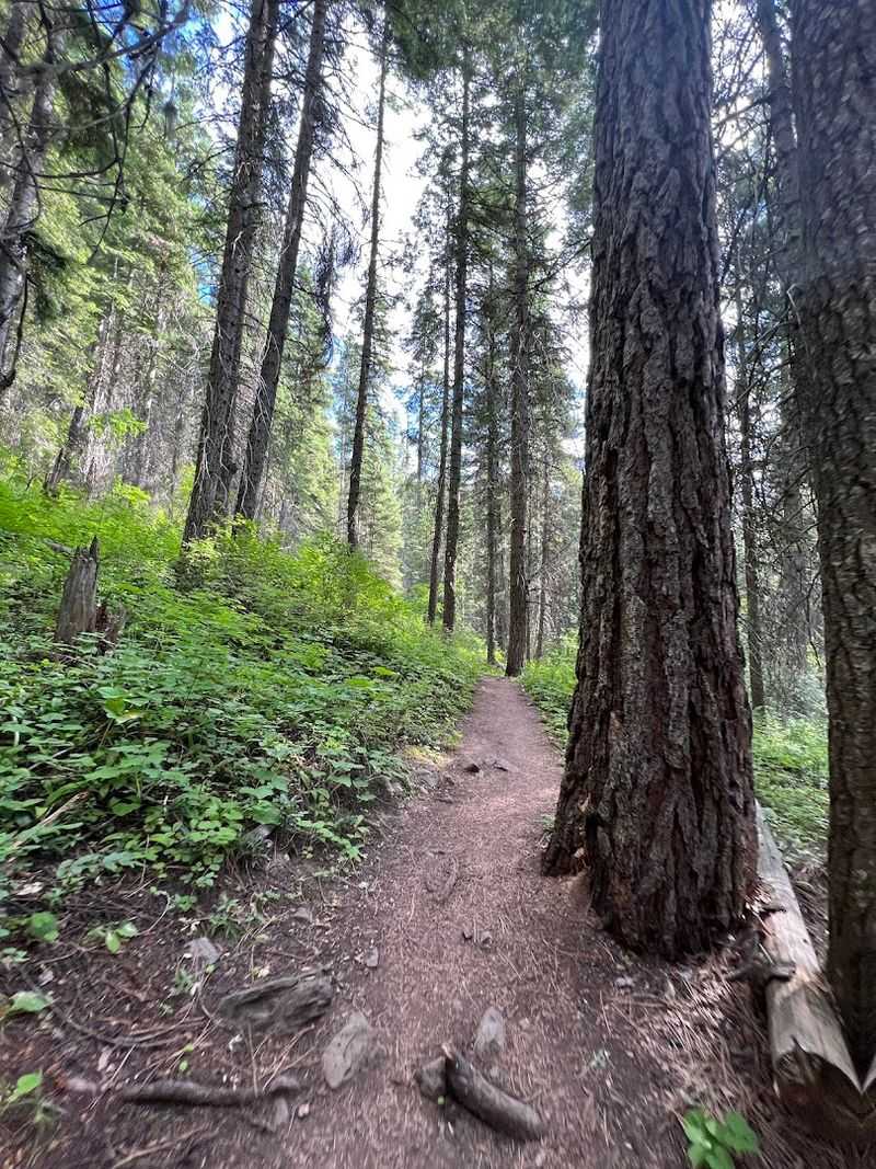 Goose Creek Falls Trail