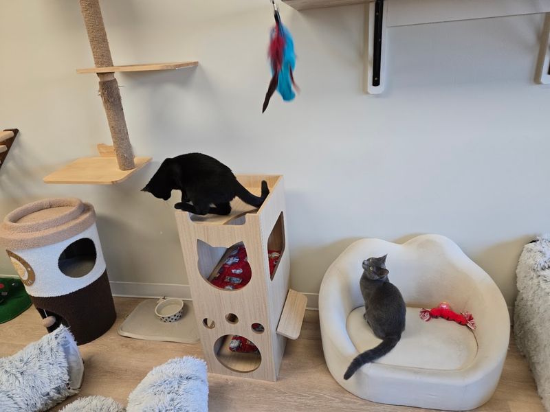 Curious Felines Choosing Their Own Favorite Visitors