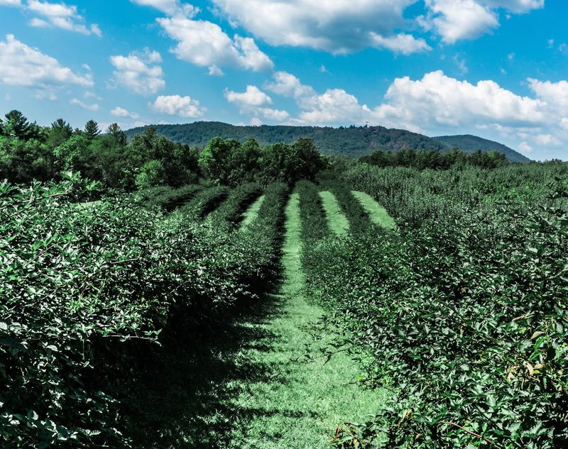 Watch The Mountain Farm Shift From Summer Picking To Fall Comfort