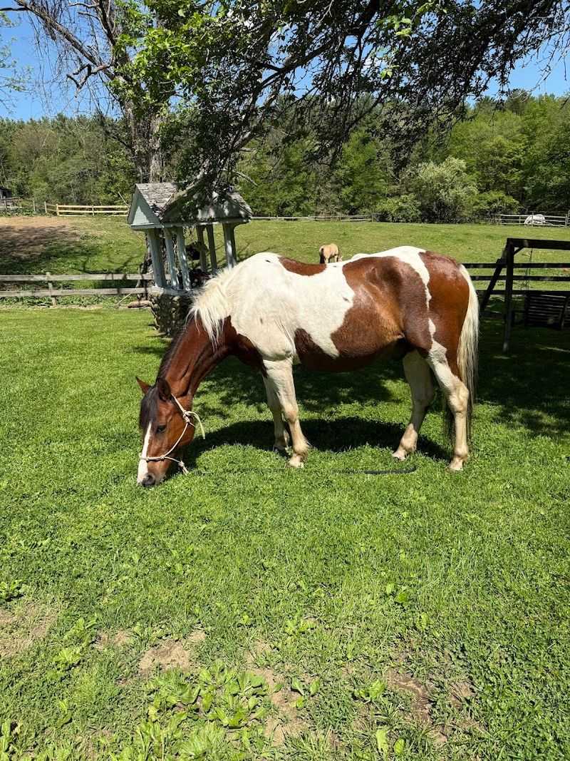 Barre Equestrian, Woodbury