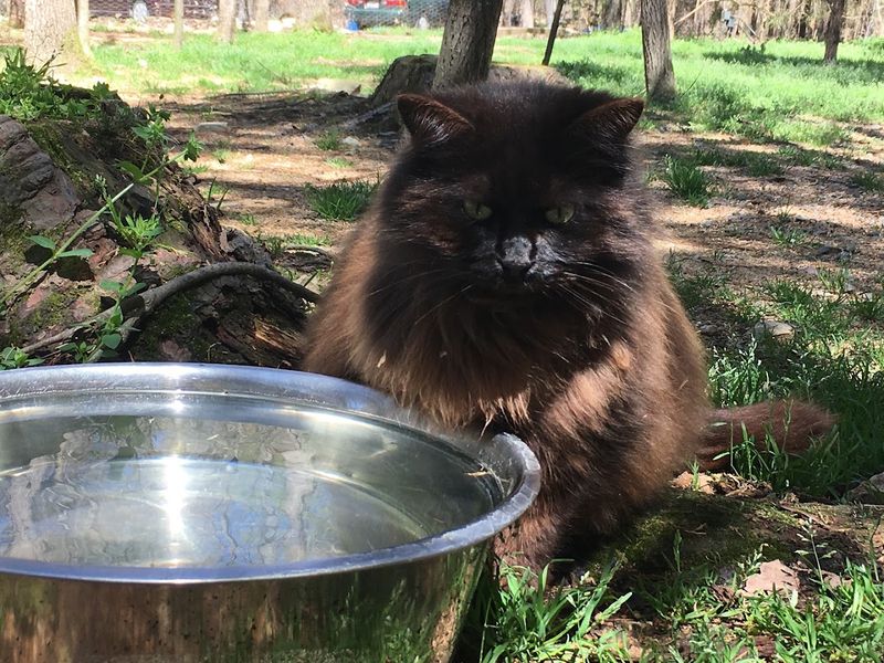 Leave Knowing Every Cat Here Has Been Given Another Chance