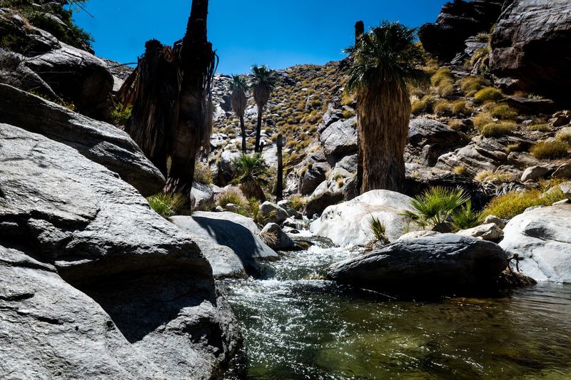 Murray Canyon, Indian Canyons, Palm Springs
