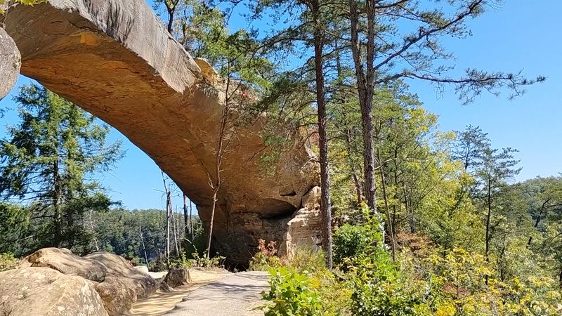 Where To Look Inside The Forest