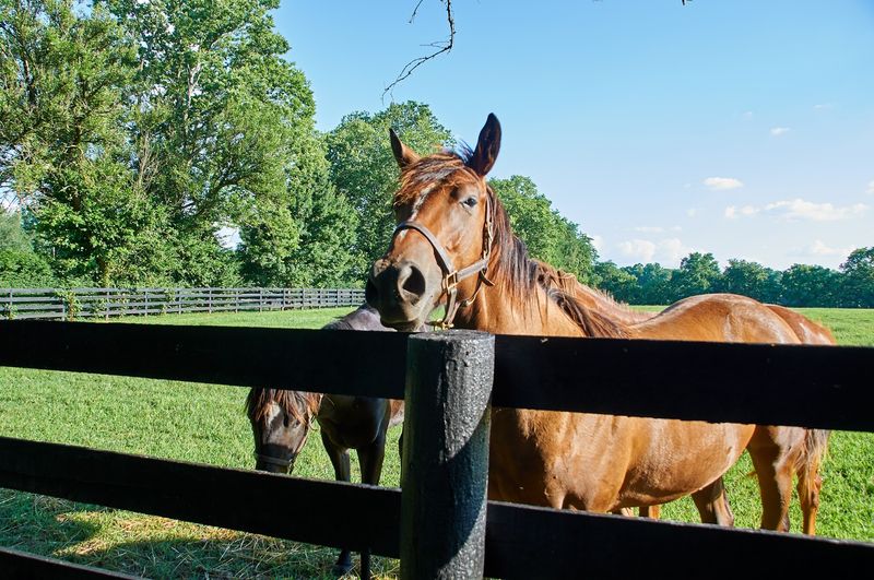 These 10 Road Adventures Have Been Crowned Kentucky's Best For 2026 - Decor Hint Old Frankfort Pike Scenic Byway