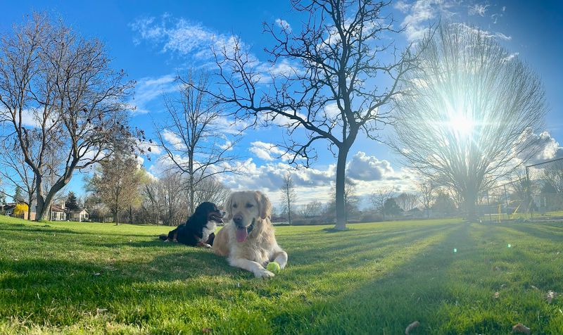 This Newly Rebuilt Idaho Playground Brings Castle-Themed Fun To Every Child - Decor Hint A Dog-Friendly Space Worth Knowing About
