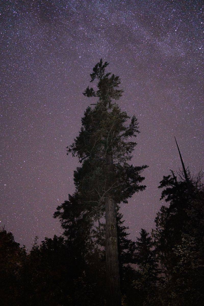 Mount Mitchell State Park