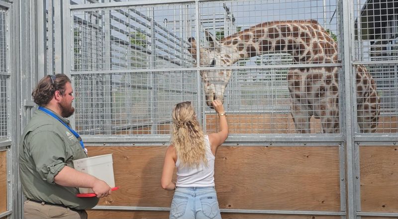 Up-Close Giraffe And Rhino Encounters
