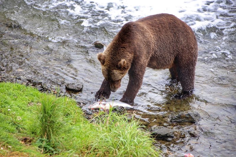 Watch Brown Bears Fish At Brooks Falls, Katmai National Park