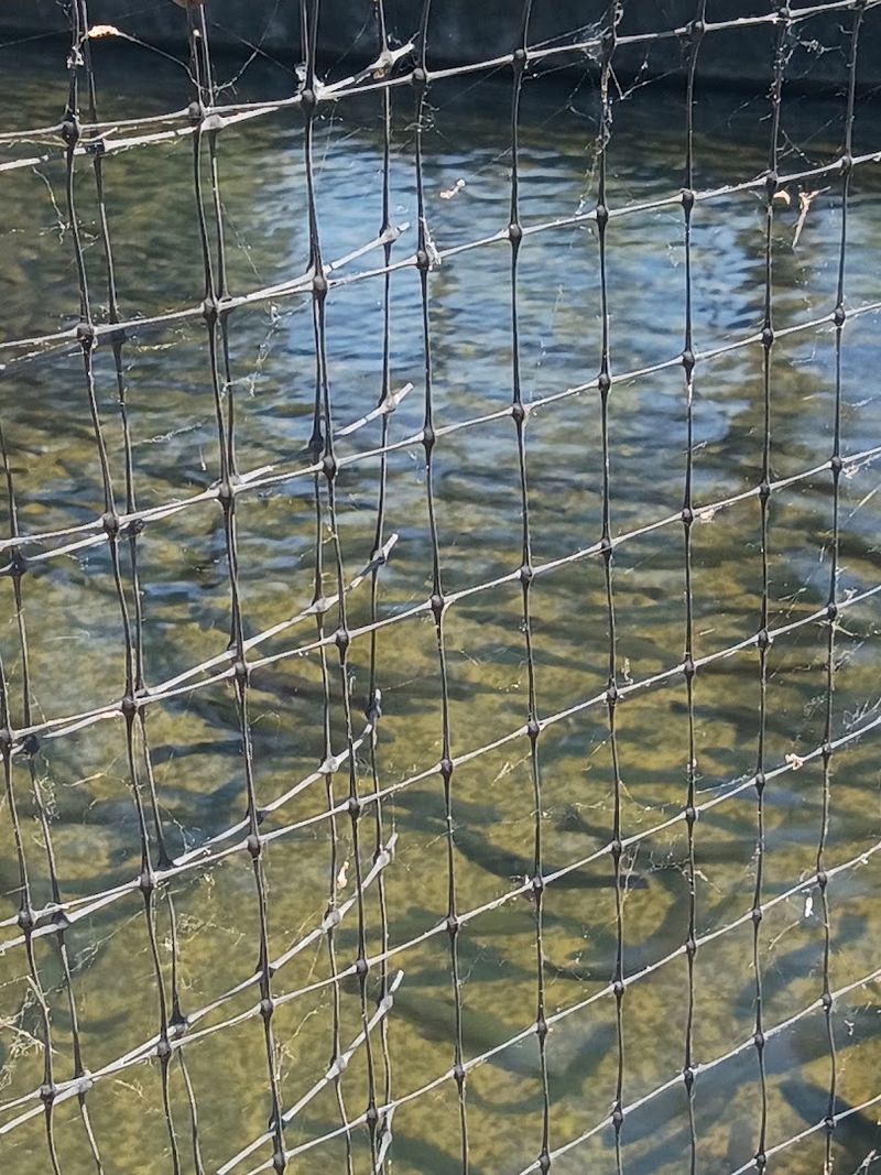 Darrah Springs Hatchery, Paynes Creek, Tehama County