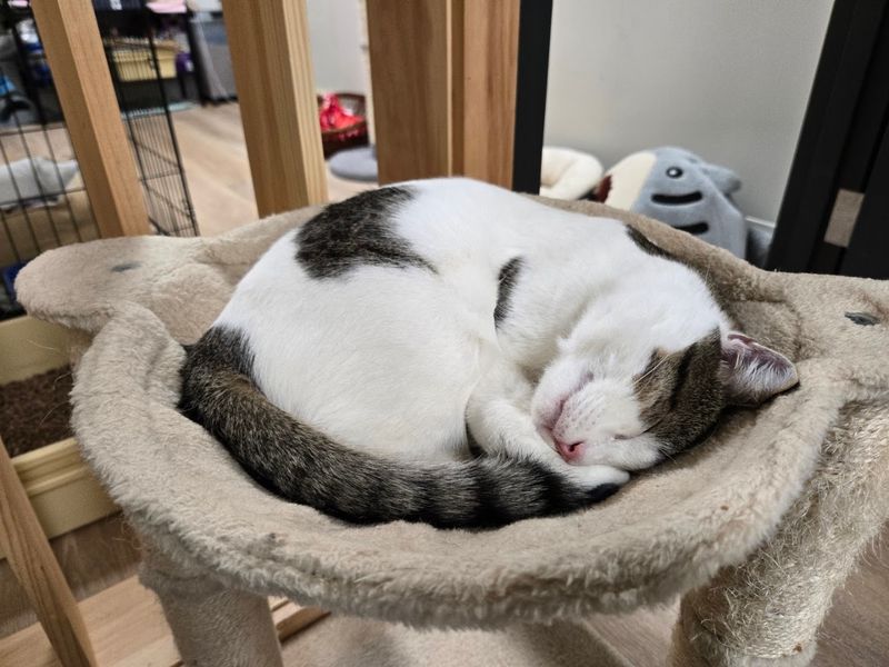 Quiet Corners Made For Purring And Slow Afternoons