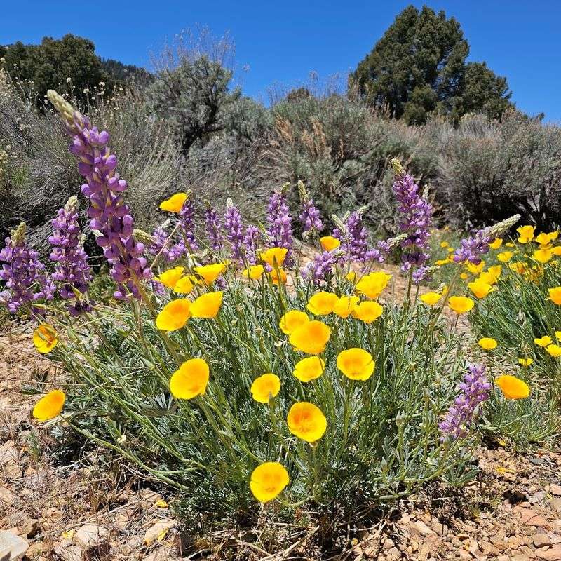 11 California Nature Escapes Where Wildflowers, Birds, And Green Summer Scenery Come Together - Decor Hint North Baldwin Lake Ecological Reserve, Big Bear City