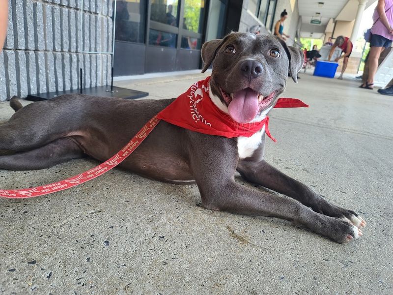 Dog Star Rescue, Bloomfield 