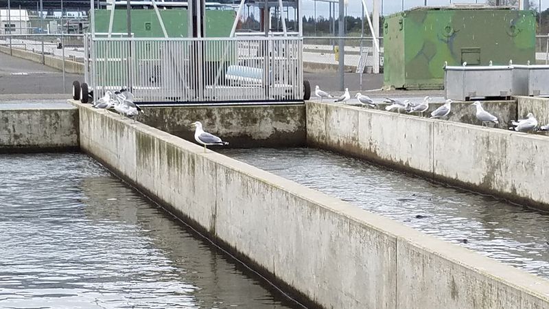 American River Hatchery, Nimbus Basin, Gold River