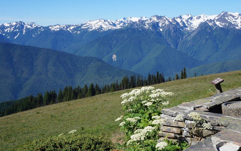 10 Breathtaking Day Trips In Washington You'll Be Talking About Long After - Decor Hint Hurricane Ridge, Olympic National Park