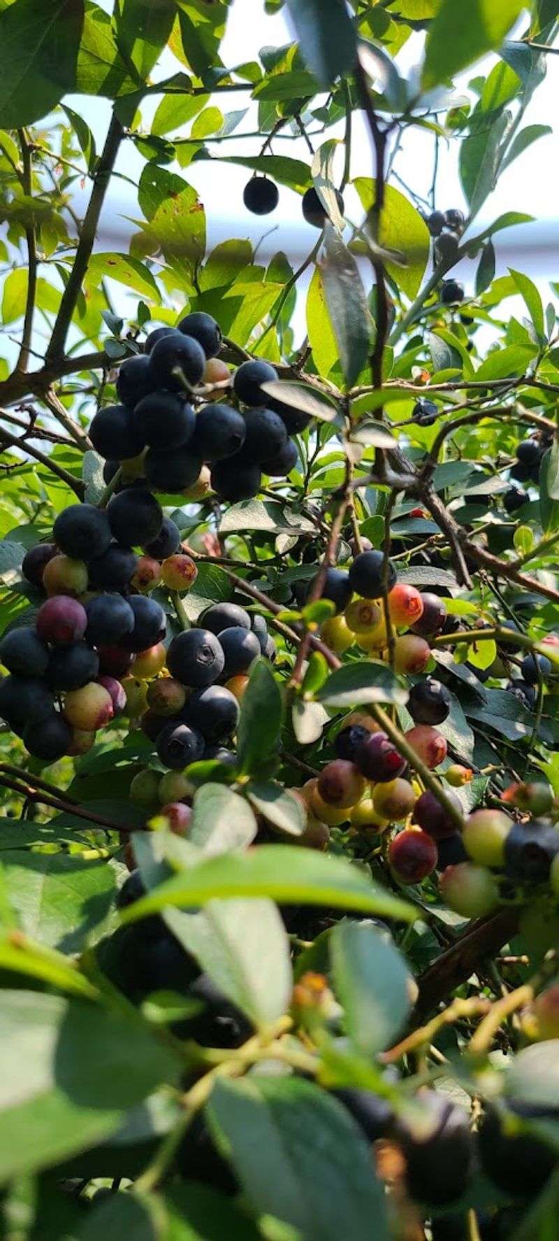 12 Georgia Fruit Farms That Are Perfect For A Sunny Day Trip - Decor Hint Miller Blueberry Farm, Watkinsville