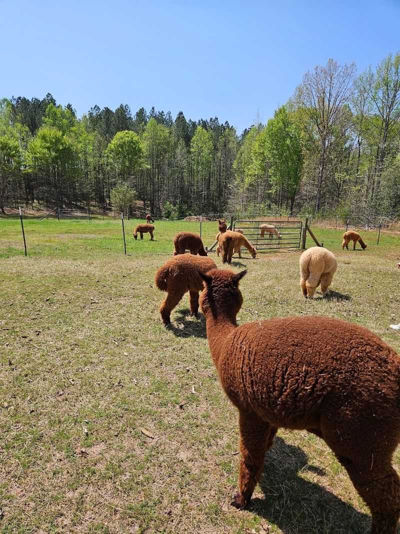 This Adorable North Carolina Farm Offers Scenic Walks With Friendly Alpacas - Decor Hint Stop For Plenty Of Close-Up Photos Along The Way