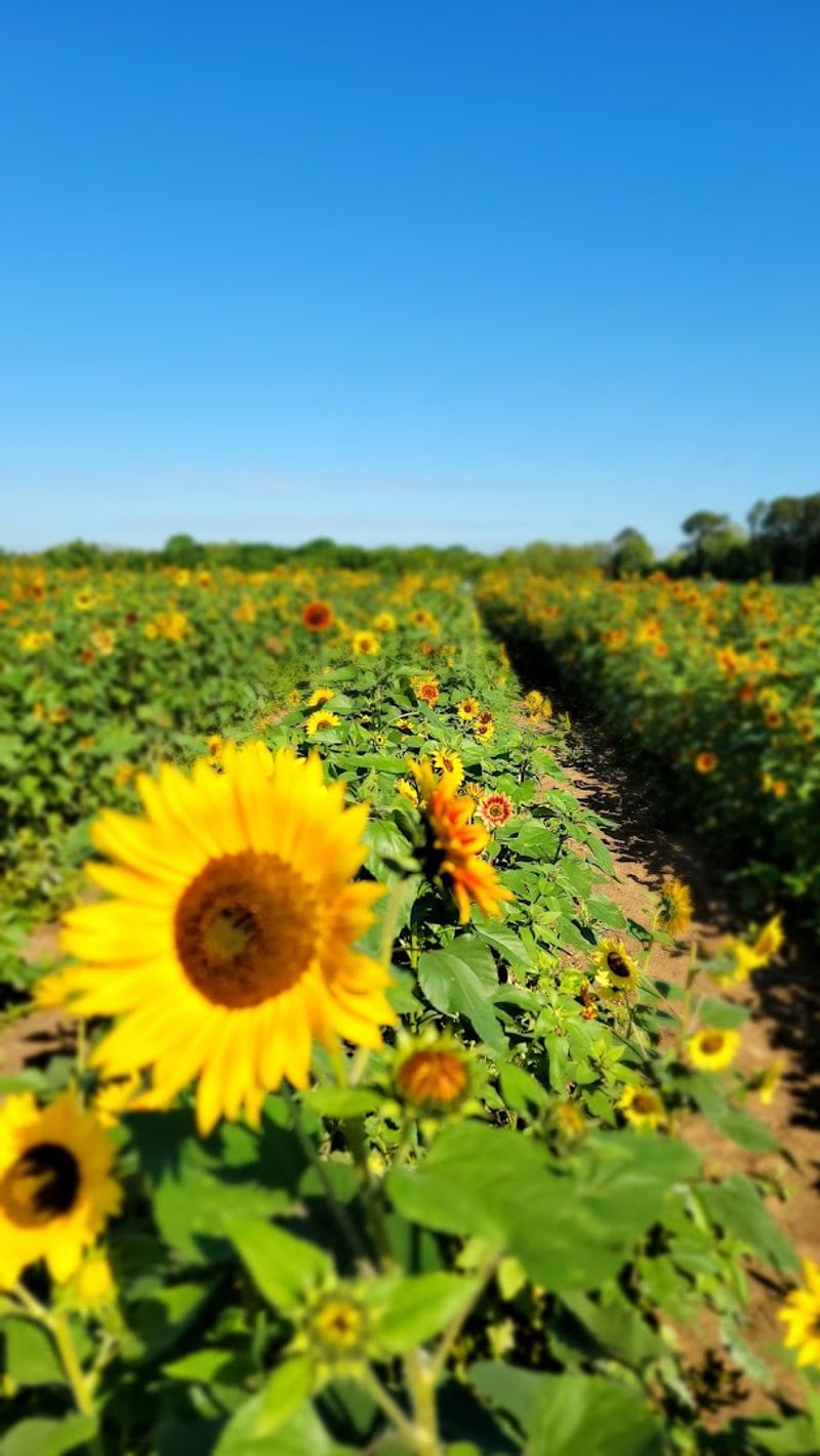 Froberg's Farm, Alvin