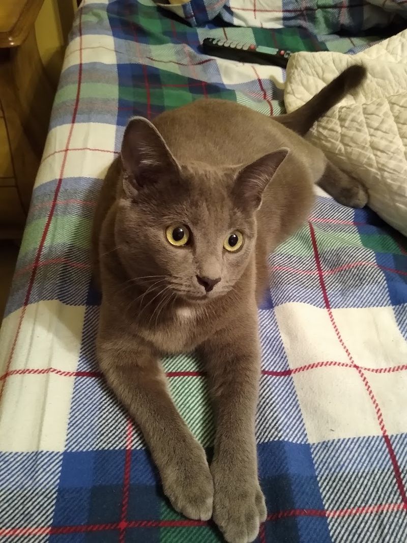 Cats That Come With Big Personalities