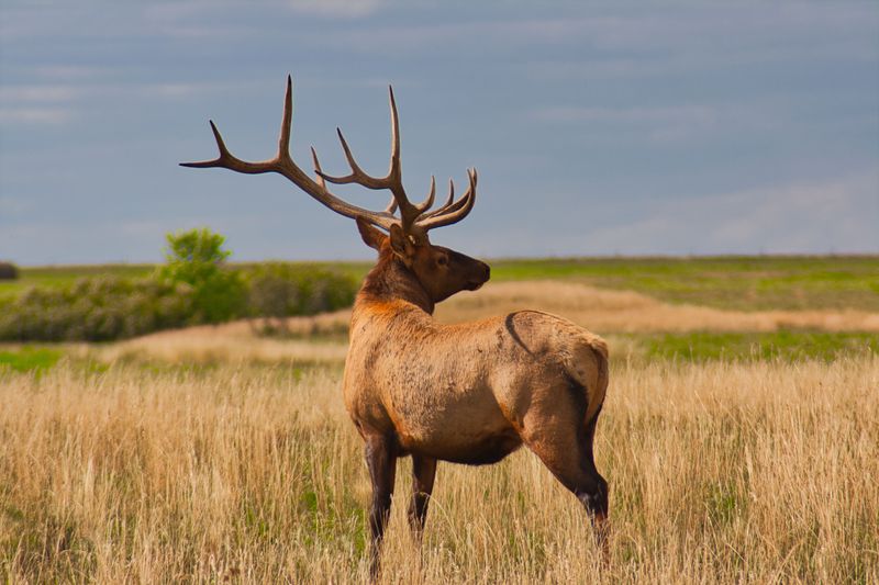 Keep Your Distance When Elk Appear Near The Grasslands