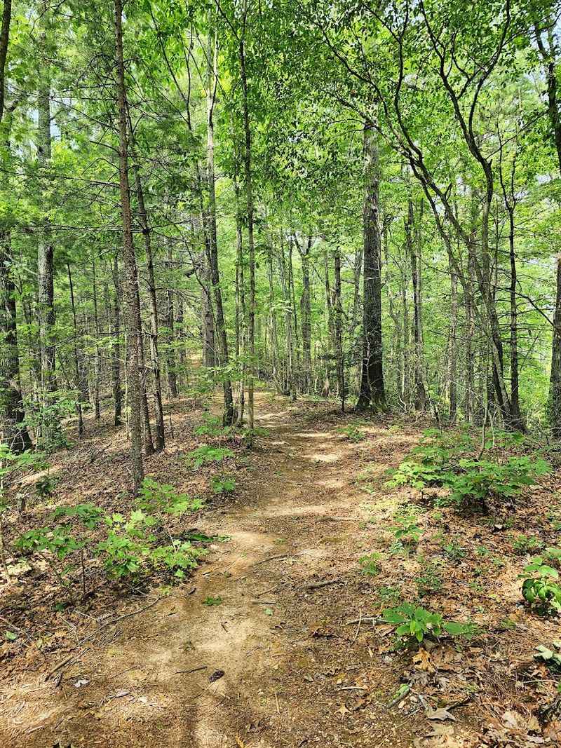 The 5,844-Acre Georgia State Park That So Many People Haven't Discovered - Decor Hint Wildlife That Actually Shows Up