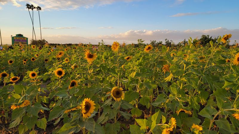 Murray Family Farms, Bakersfield
