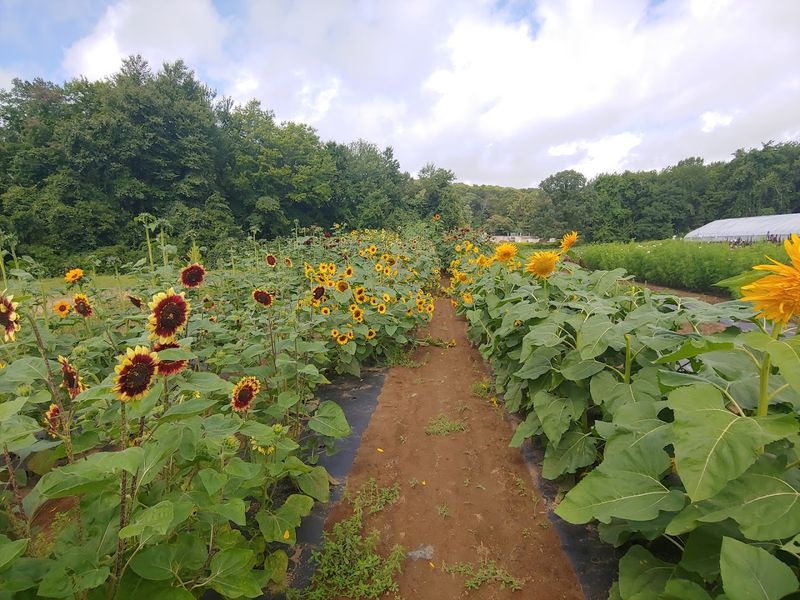Scotts' Farm & Greenhouse, Essex