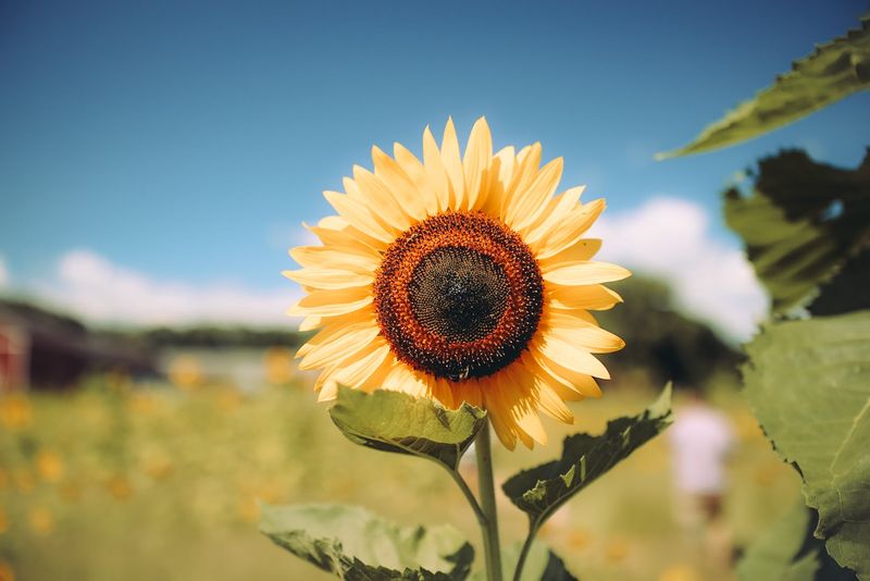 Pick-Your-Own Moments Feel Special