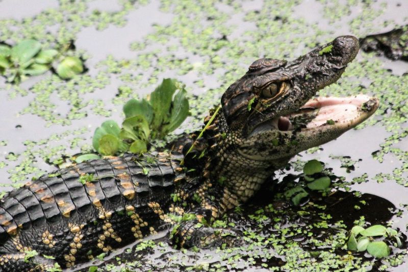 This 2-Mile Florida Trail Is Our July Hike Of The Season - Decor Hint Wildlife You Will See, Not Just Hope For