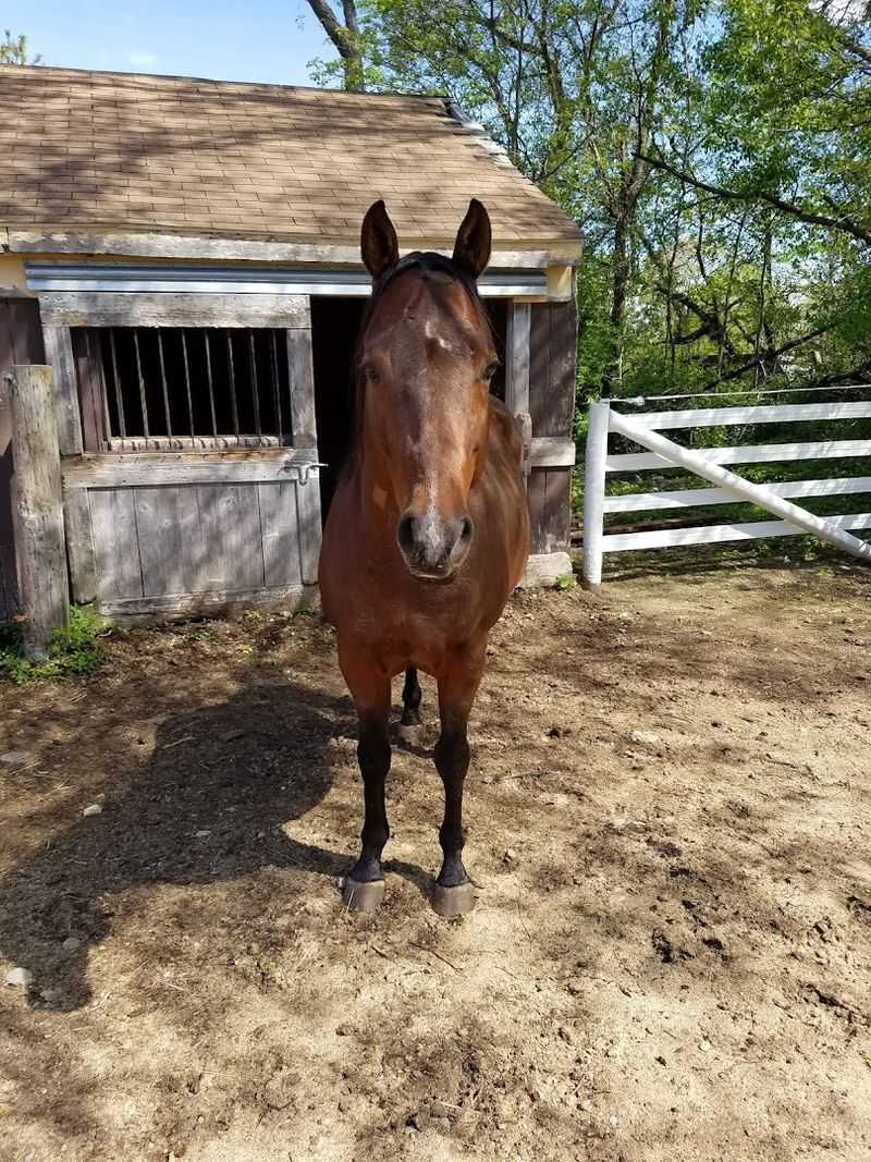 Gentle Horses For New Riders