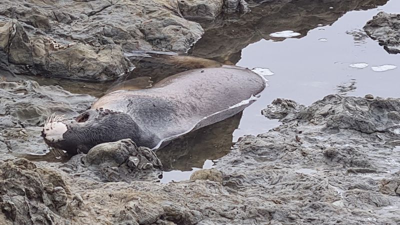Look For Sea Lions And Coastal Wildlife