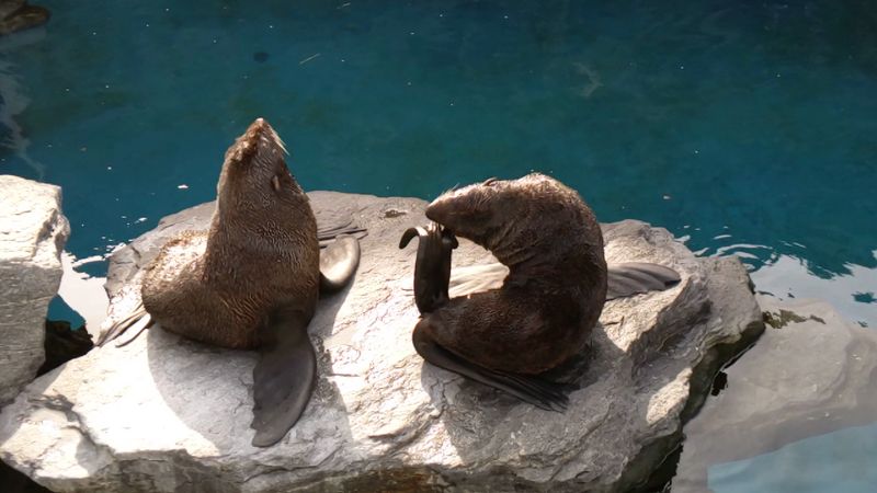 Mystic Aquarium, Mystic