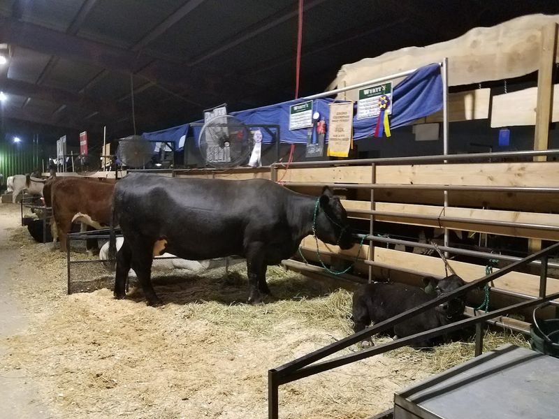 Animal Barns Bring The Classic County Fair Moment