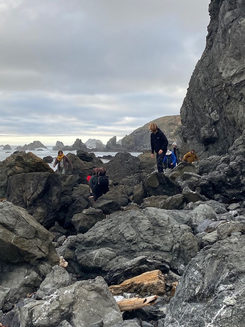 This California Foraging Adventure Turns Bay Area Parks And Beaches Into A Wild Food Classroom - Decor Hint Search The Shoreline For Edible Seaweed