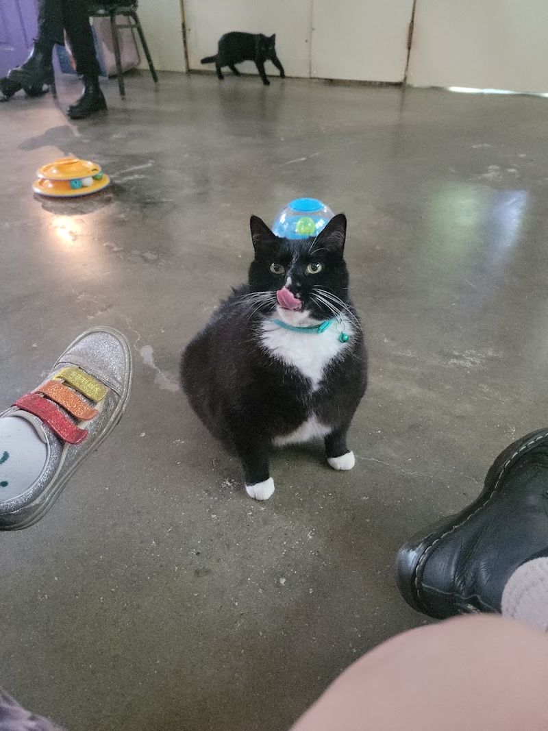 Find Out How Volunteers Keep Hundreds Of Felines Safe And Comfortable