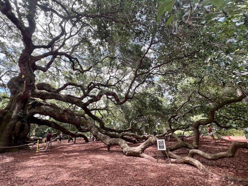 Angel Oak Tree, Johns Island