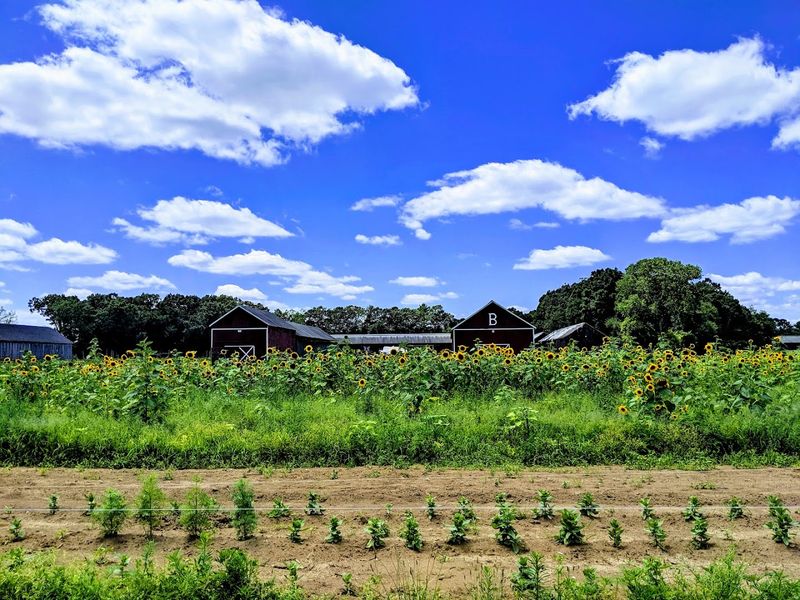 Bright Rows Across Open Fields