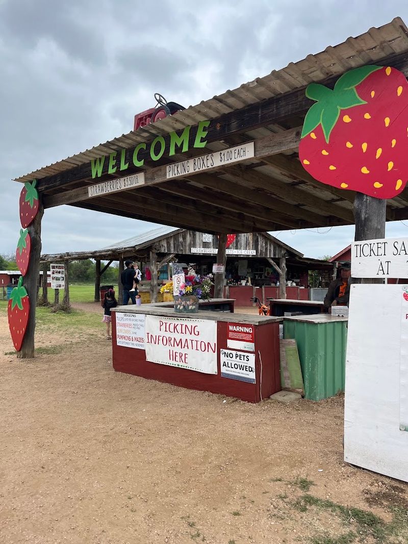 This Family Texas Farm Lets You Pick Fresh Peaches And Sunflowers Side By Side - Decor Hint Practical Tips For Planning Your Visit