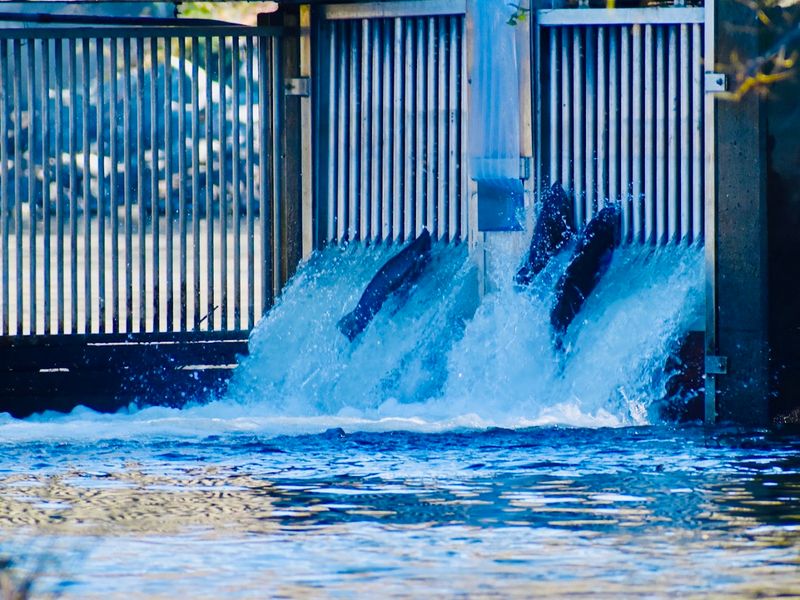 Mokelumne River Fish Hatchery, Clements