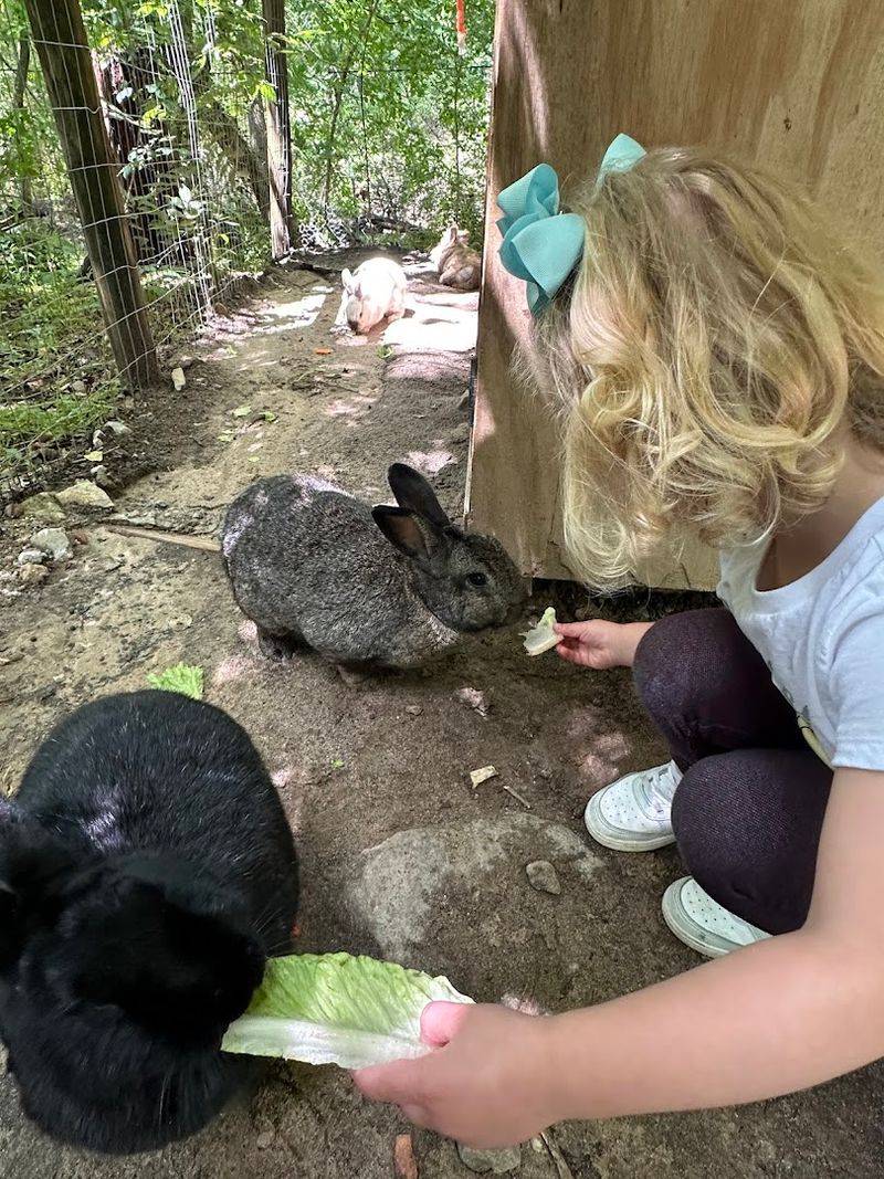 This Incredible Wildlife Sanctuary In Georgia Is Perfect For Families - Decor Hint The Sloth And Wild Encounters Are Next Level