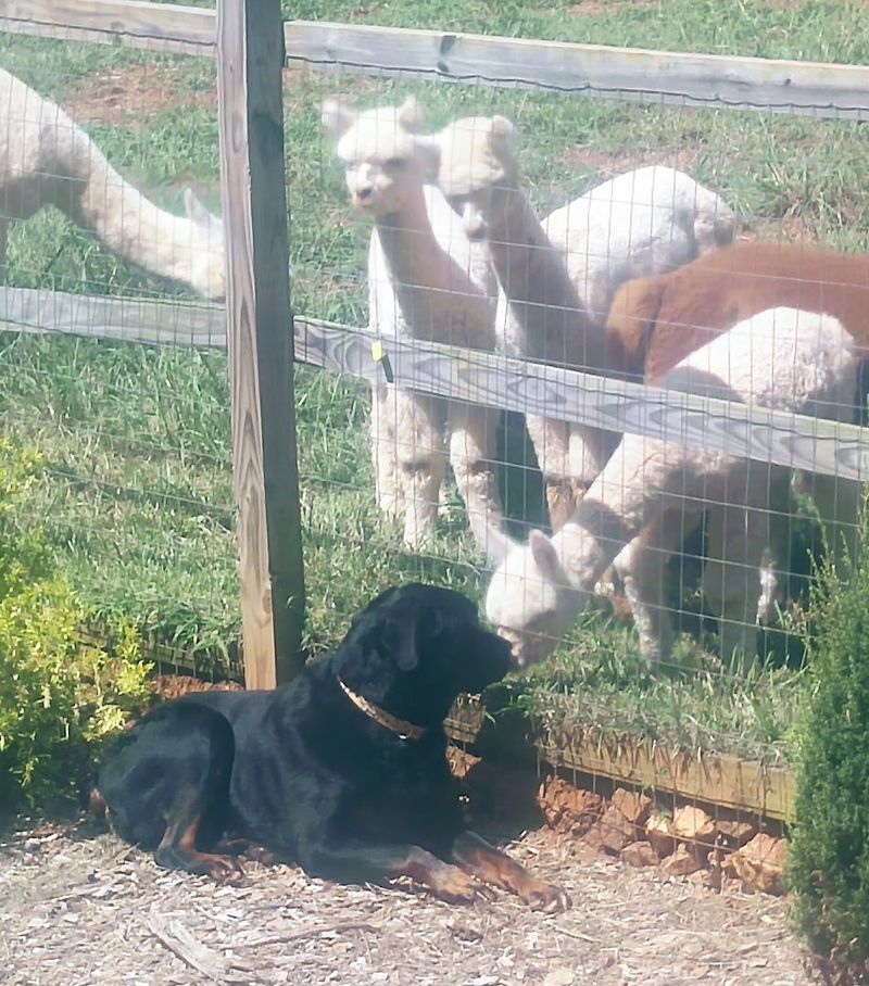 This Adorable North Carolina Farm Offers Scenic Walks With Friendly Alpacas - Decor Hint Meet The Other Animals That Call The Farm Home