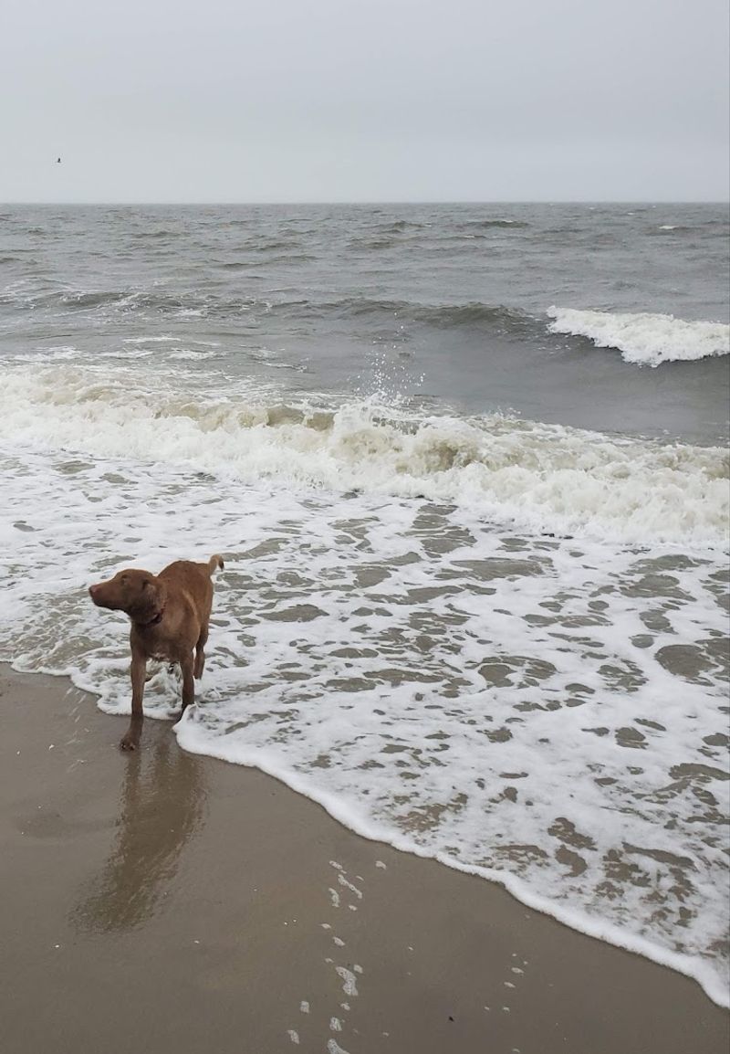 Beach Plum Island