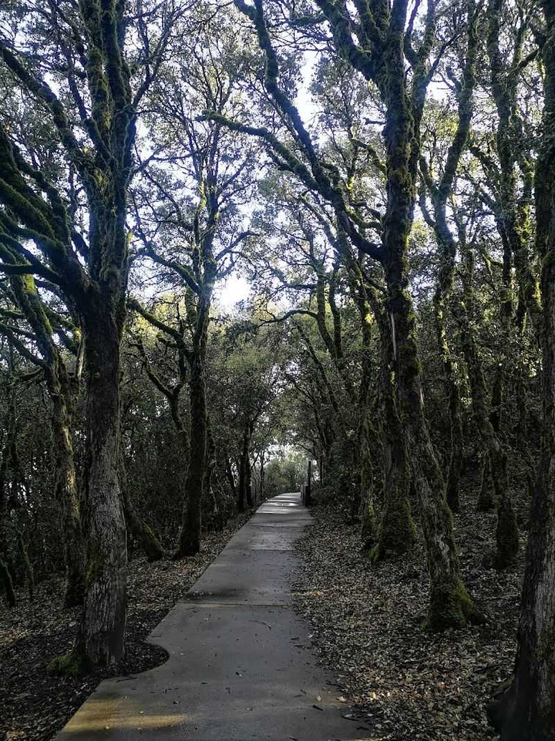 Mary Bowerman Interpretive Trail, Mount Diablo State Park