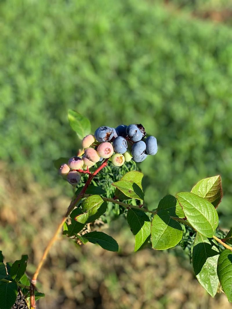Kingsley Orchards, Frankford