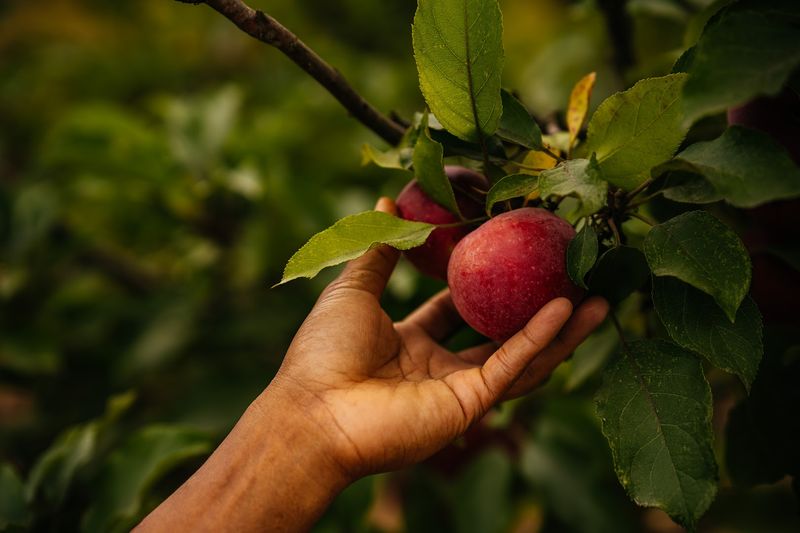 Look For Crisp McIntosh Apples Later In August