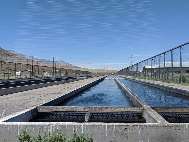 Fish Springs Trout Hatchery, Big Pine (Owens Valley)