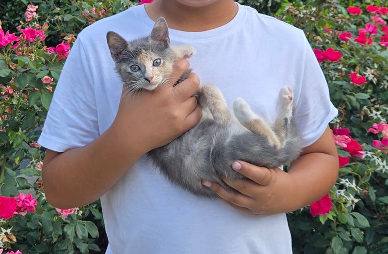 Consider Adoption, Sponsorship, Or Another Way To Help